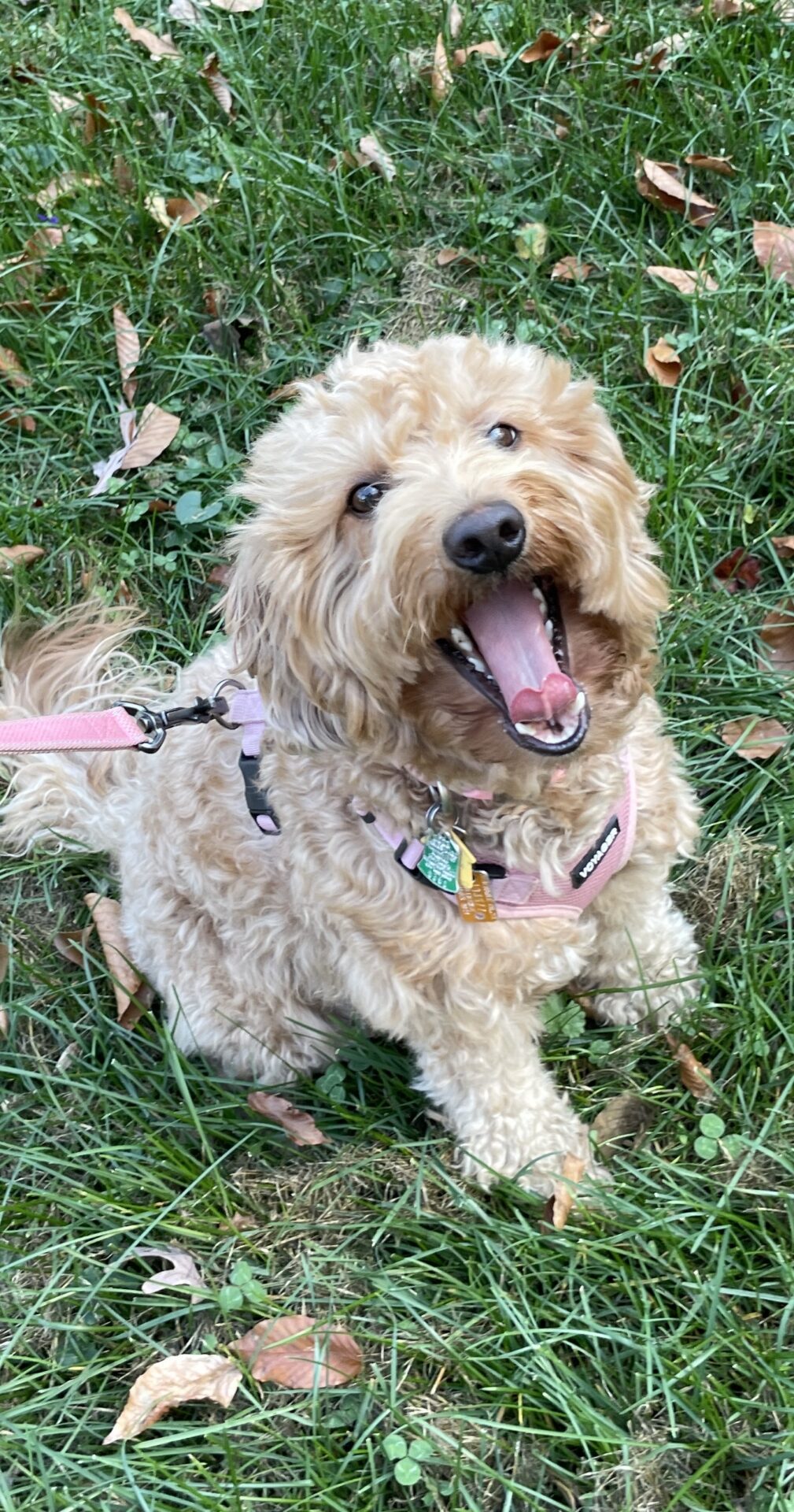 The Dam - Lily<br />
